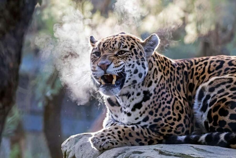 Amsterdam: ARTIS Amsterdam Royal Zoo Entry Ticket - Key moments worth centering your day on