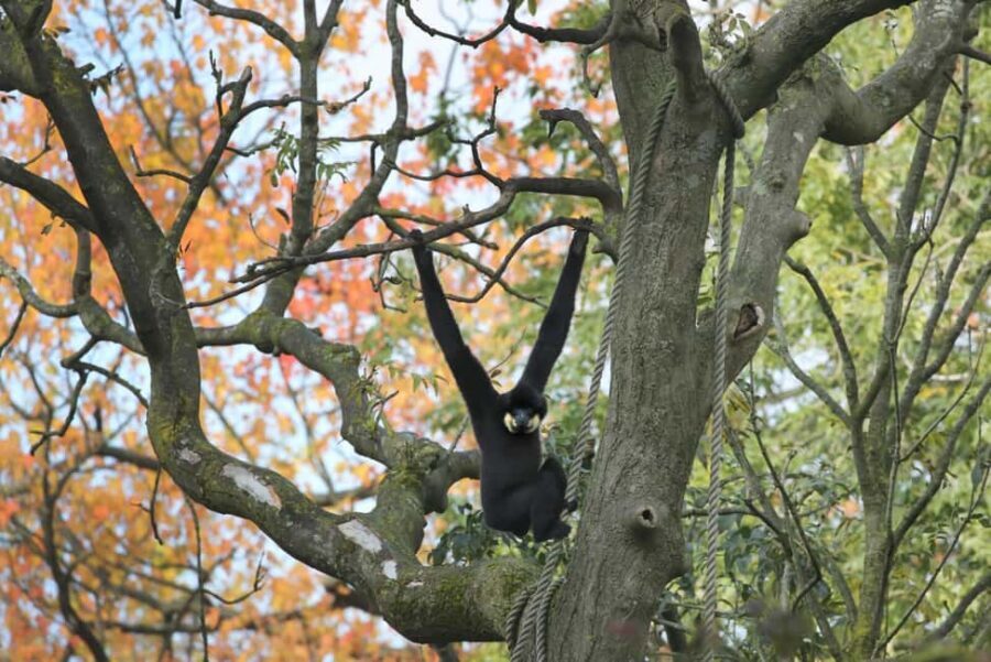 Amsterdam: ARTIS Amsterdam Royal Zoo Entry Ticket - Animal schedule moments: zookeeper talks you should look up first