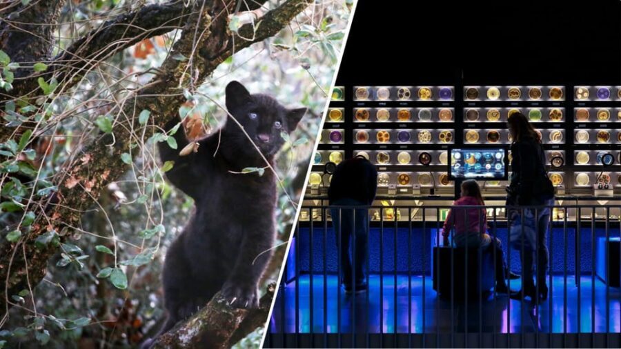 Amsterdam: Artis Royal Zoo & ARTIS-Micropia Combo Ticket - Key points before you go