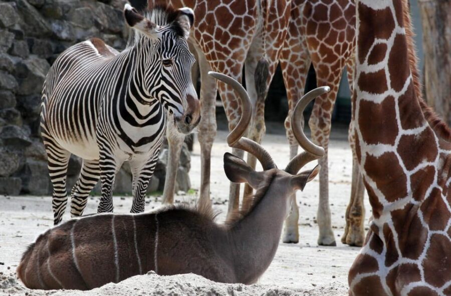 Amsterdam: Artis Royal Zoo & ARTIS-Micropia Combo Ticket - Planetarium included: a space stop that fits between animal loops