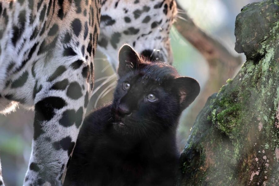 Amsterdam: Artis Royal Zoo & ARTIS-Micropia Combo Ticket - ARTIS Royal Zoo + Micropia in one day: what the combo is really for