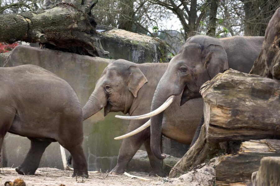 Amsterdam: Artis Royal Zoo & ARTIS-Micropia Combo Ticket - Elephant Expedition and the new elephant calves: why this is a standout stop