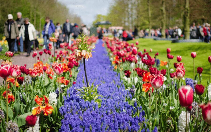 Amsterdam: Day Tour Keukenhof and Zaanse Schans Windmills - Price and value: is $72 worth it?