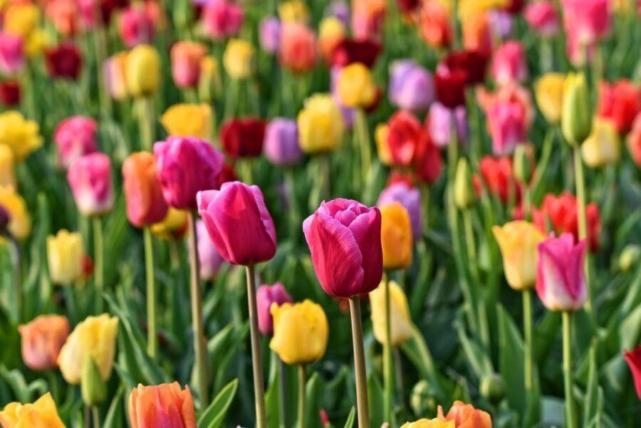Amsterdam: Keukenhof and Zaanse Schans Live Guided Day Tour - Wooden shoe workshop: the clog-making demo you can actually watch