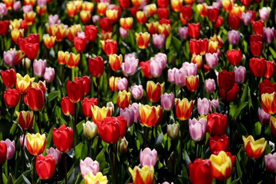 Amsterdam: Keukenhof Ticket with Shuttle Bus + Canal Cruise - Key Things I’d Pay Attention To