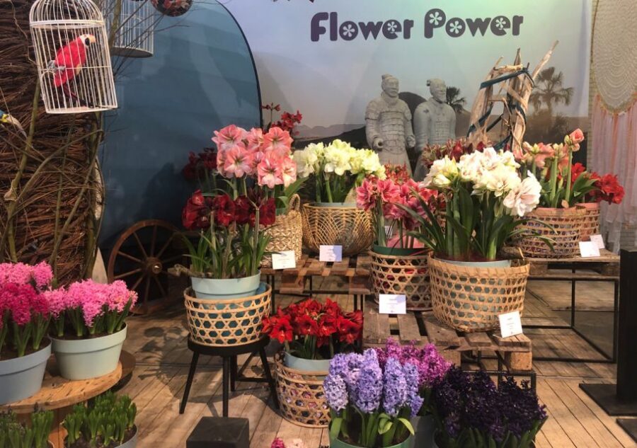 Amsterdam: Keukenhof Tulip Garden and Giethoorn Experience - The Drive to Giethoorn: South Holland’s Calm Interlude