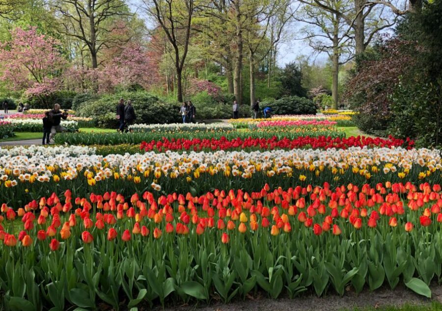 Amsterdam: Keukenhof Tulip Garden and Giethoorn Experience - Group Size, Guides, and Pace: Where the Day Can Shine or Tighten
