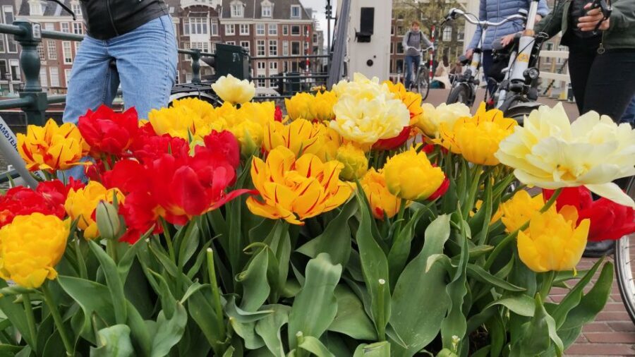 Amsterdam: Off the Beaten Path Bike Tour in French - Entrepotdok and Plantage: warehouses, canals, and a calmer pace