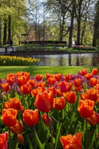 Amsterdam: Tour to Keukenhof Gardens with Windmill Cruise - Getting There: The This is Holland Start (Ferry + Quick Walk)