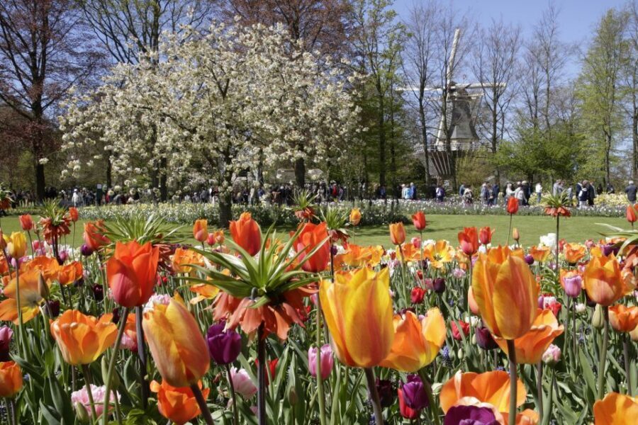 Amsterdam: Tour to Keukenhof Gardens with Windmill Cruise - Price and Value: Is $64 a Good Deal?