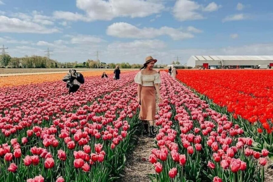 Amsterdam: Tulip Farm Visit, Keukenhof, and Windmill Cruise - Key highlights worth planning around
