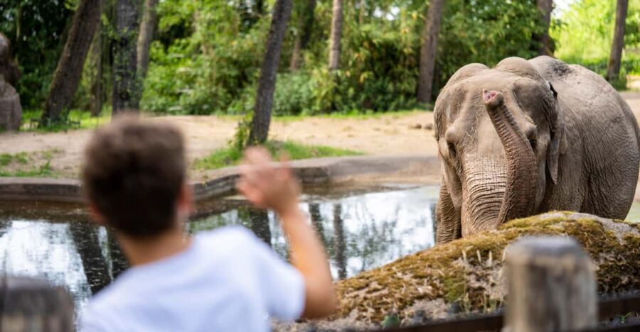 Arnhem: Burgers' Zoo Entry Ticket - Why Burgers’ Zoo’s eco-displays feel different from a normal zoo
