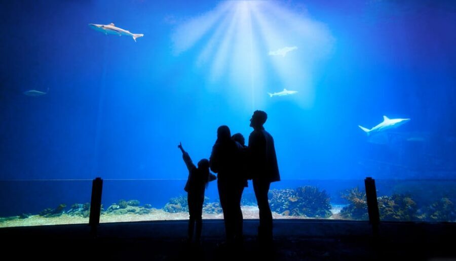 Arnhem: Burgers' Zoo Entry Ticket - The Belize-inspired indoor mangrove: butterflies, manatees, and crab diversity