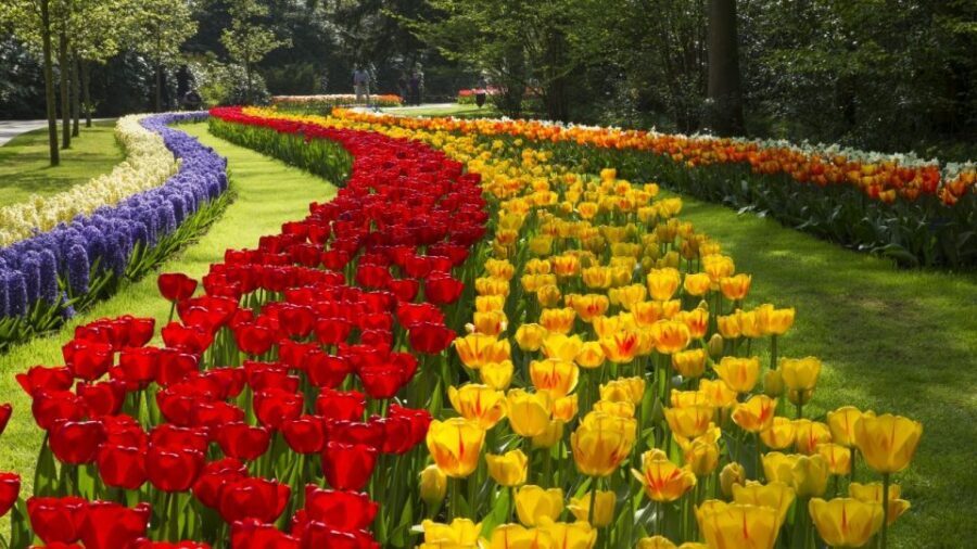 From Amsterdam: Keukenhof Gardens & Tulip Experience Tour - Should you book this tour or plan something on your own?