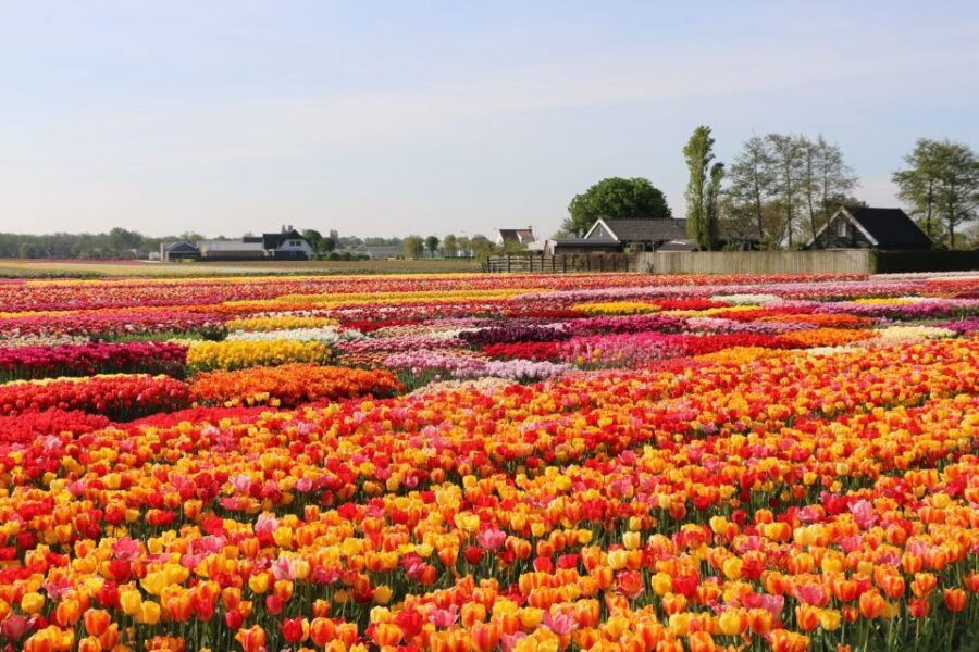 From Amsterdam: Keukenhof Gardens & Tulip Experience Tour - From Stationsplein to Lisse: how the bus day flows