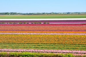 From Amsterdam: Keukenhof Gardens & Tulip Experience Tour - Tulip Experience Amsterdam: indoor tulip lessons before the fields