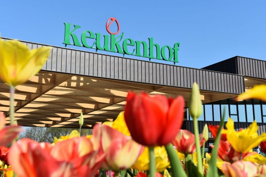 From Amsterdam: Keukenhof Gardens & Tulip Experience Tour - Crowds, timing, and how to make your walking count