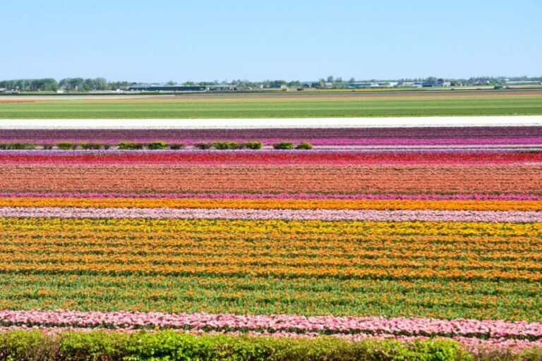 From Amsterdam: Keukenhof Gardens & Tulip Experience Tour - Tulip Experience Amsterdam: indoor tulip lessons before the fields