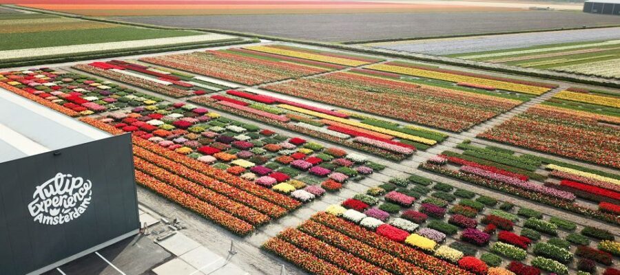 From Amsterdam: Keukenhof Gardens & Tulip Experience Tour - Price and value: is $94 per person fair for this day?