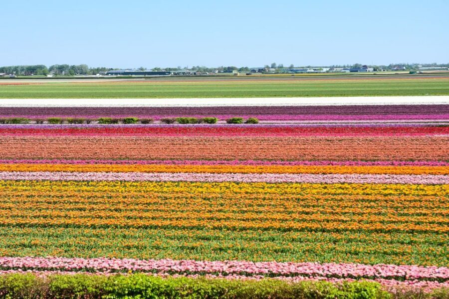 From Amsterdam: Keukenhof Gardens & Tulip Experience Tour - Tulip Experience Amsterdam: indoor tulip lessons before the fields