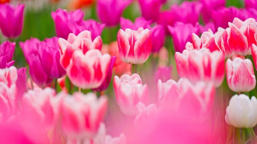 From Amsterdam: Keukenhof Ticket with Transfer - Key points before you go