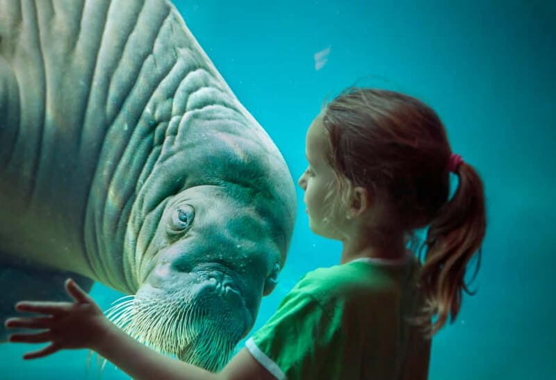 Harderwijk: Dolfinarium Entry Ticket - Key things that make Dolfinarium Harderwijk worth it