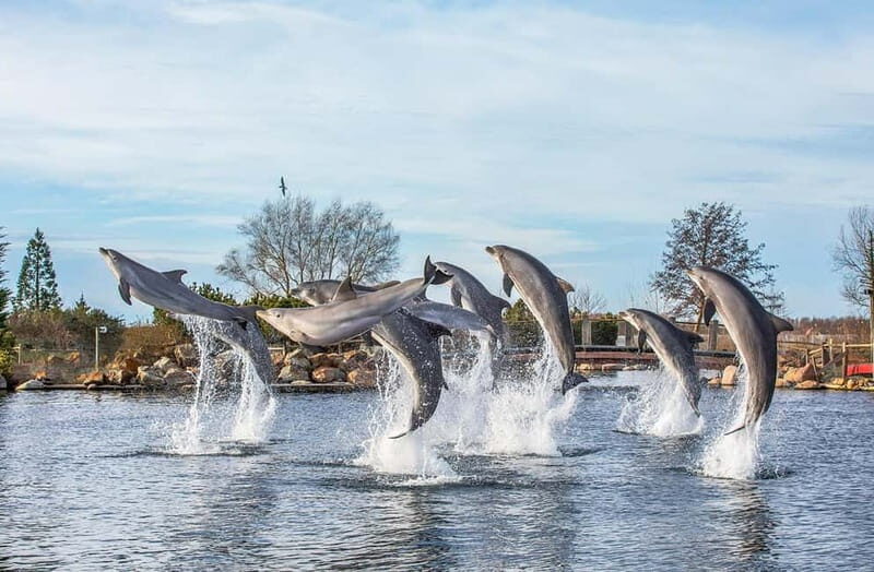 Harderwijk: Dolfinarium Entry Ticket - How to pace the day around animal presentations