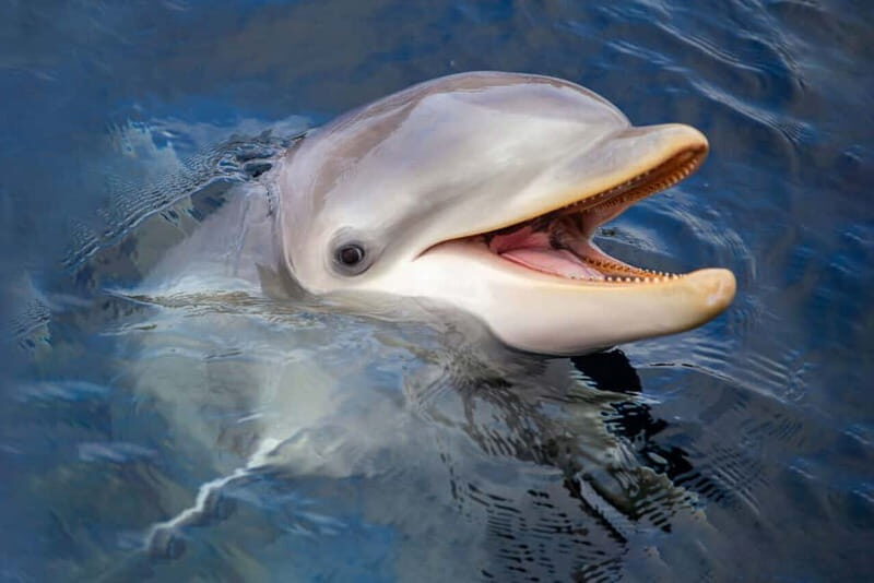 Harderwijk: Dolfinarium Entry Ticket - What’s included (and what you’ll need to plan for)