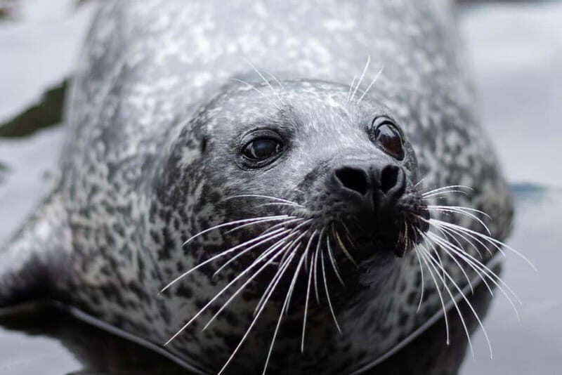 Harderwijk: Dolfinarium Entry Ticket - Practical tips: what to bring, and what not to bring