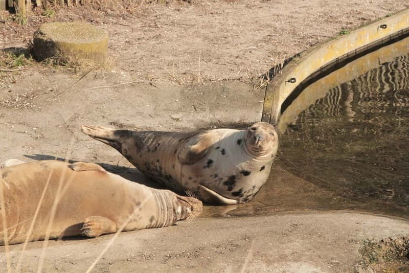 Harderwijk: Dolfinarium Entry Ticket - Who should book this Dolfinarium entry ticket?