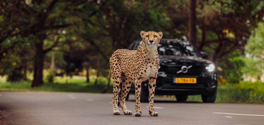 Hilvarenbeek: Safaripark Beekse Bergen Entry Ticket - Key things I’d zero in on first