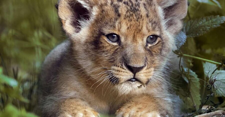 Hilvarenbeek: Safaripark Beekse Bergen Entry Ticket - Who this fits best (and who might not love it)