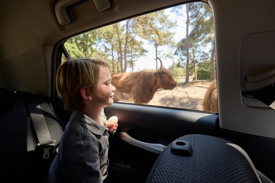 Hilvarenbeek: Safaripark Beekse Bergen Entry Ticket - Safaripark Beekse Bergen: a big-animal day that still feels natural