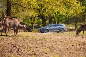 Hilvarenbeek: Safaripark Beekse Bergen Entry Ticket - Your day on the walking safari: where close encounters meet a guided moment