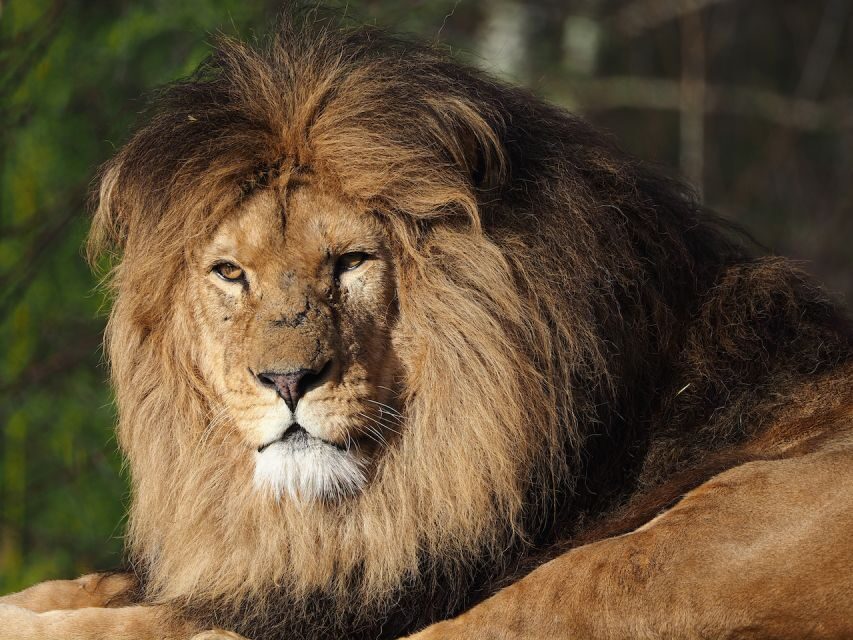Hilvarenbeek: Safaripark Beekse Bergen Entry Ticket - Car safari: the thrill mode, and the reason to drive like you mean it