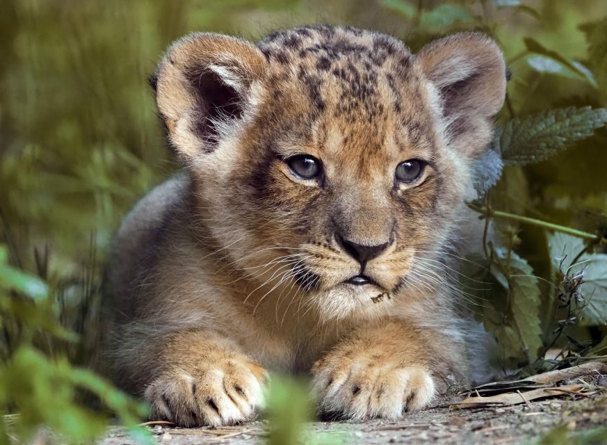 Hilvarenbeek: Safaripark Beekse Bergen Entry Ticket - What animals you can expect to actually spot
