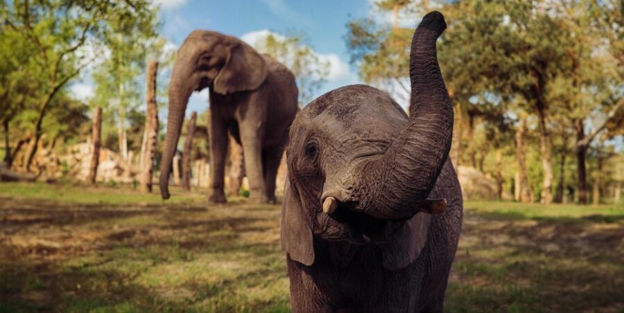 Hilvarenbeek: Safaripark Beekse Bergen Entry Ticket - Price and value: what your $35 buys (and what costs extra)