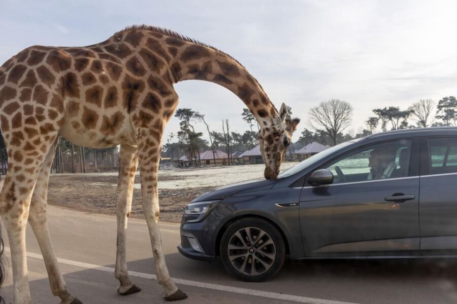 Hilvarenbeek: Safaripark Beekse Bergen Entry Ticket - Getting there from Tilburg: simple options, one clear planning win