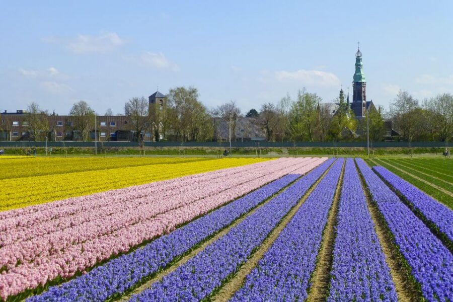 Keukenhof: Flower Fields Small-Group Cultural Bike Tour - Should you book the Keukenhof Flower Fields Small-Group Bike Tour?