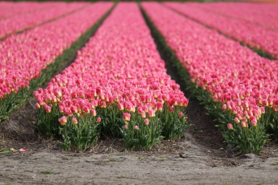 Keukenhof: Flower Fields Small-Group Cultural Bike Tour - Why this Keukenhof bike tour feels more than a photo stop