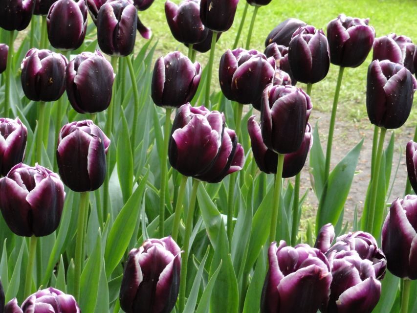 Keukenhof: Flower Fields Small-Group Cultural Bike Tour - Your Tulip Experience Amsterdam visit: museum, showgarden, and a field walk