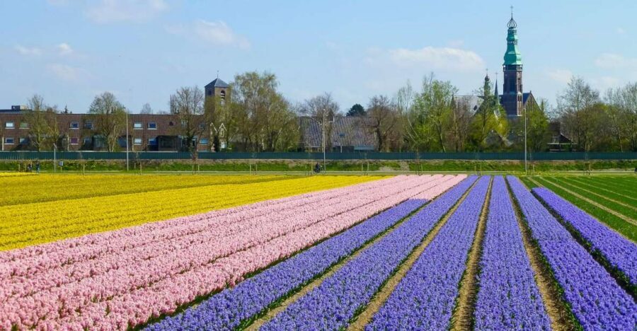 Keukenhof: Flower Fields Small-Group Cultural Bike Tour - The tulip-picking moment and Dutch sweet stop