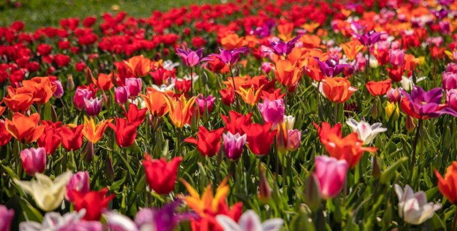 Keukenhof: Flower Fields Small-Group Cultural Bike Tour - Timing your Keukenhof visit around the bike tour