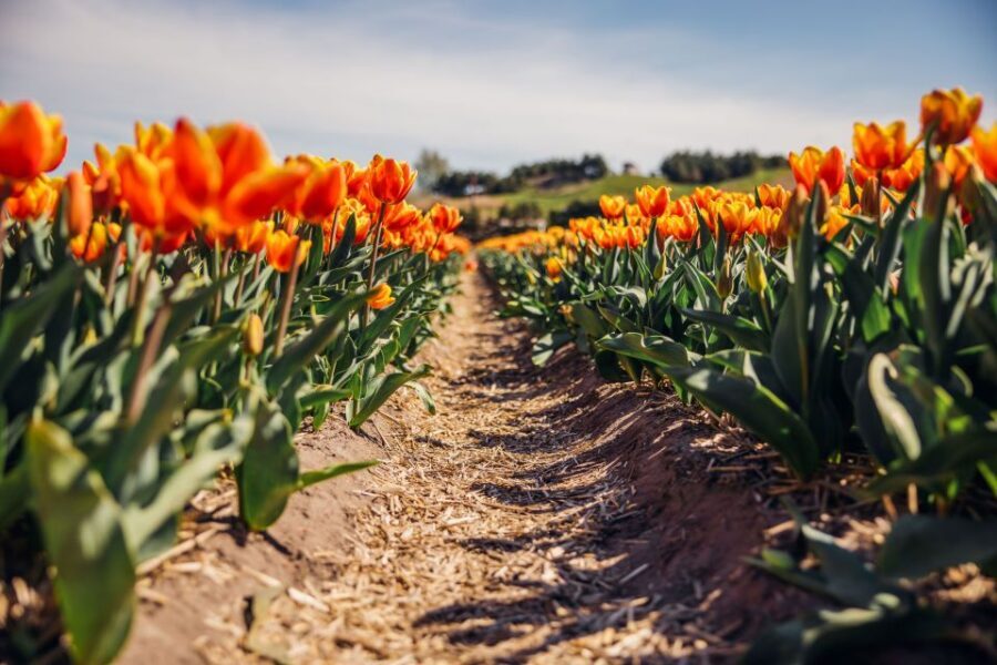 Keukenhof: Flower Fields Small-Group Cultural Bike Tour - Who should book this (and who should skip it)