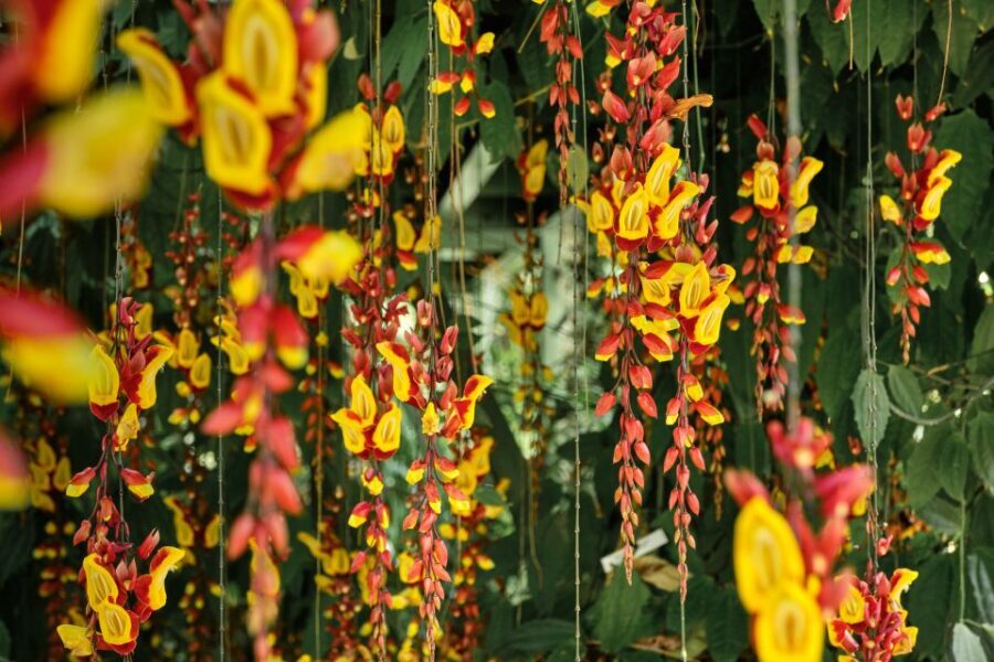 Leiden: Hortus botanicus Leiden Entry Ticket - A smooth game plan for your visit
