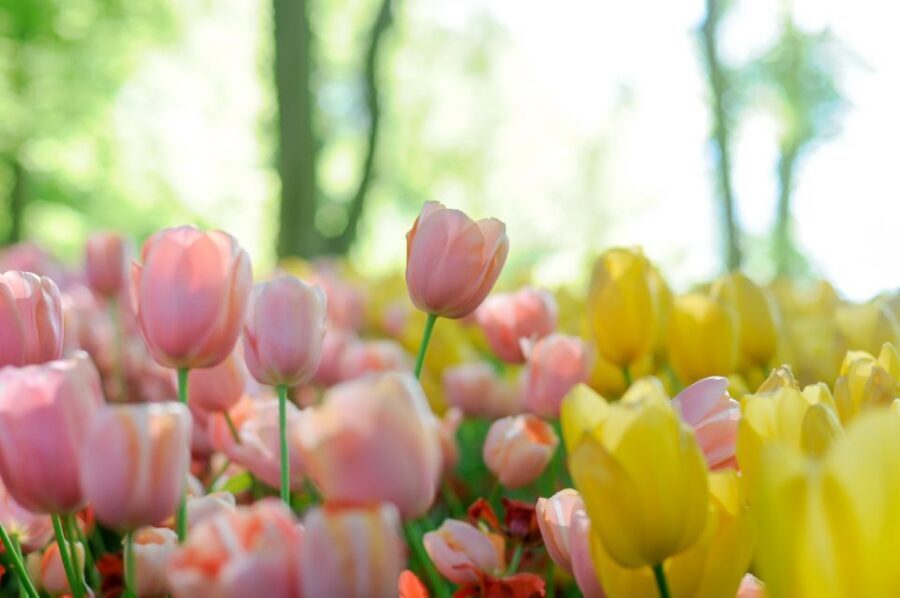 Magical Delft and the Keukenhof Estate: Tulips Galore - Key highlights you shouldn’t miss